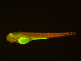 ED78B GFP/RFP 48h