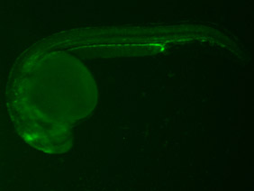 ED79 GFP 24h