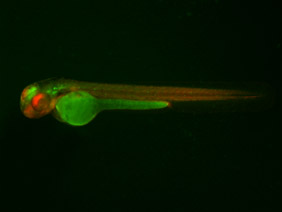 ED79 GFP/RFP 48h