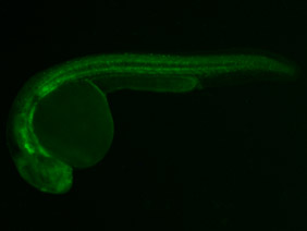 ED80 GFP 24h