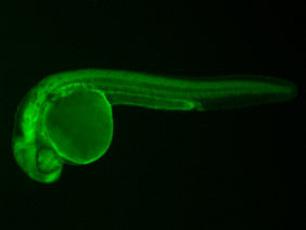 ED81 GFP 24h