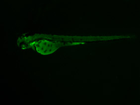 ED82 GFP 48h