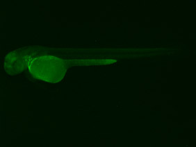 ED83 GFP 48h