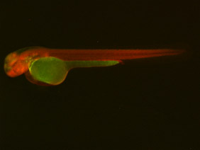 ED83 GFP/RFP 48h