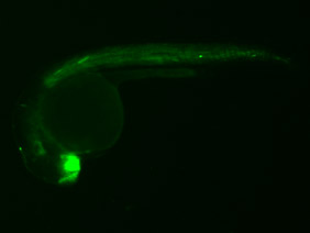 ED84 GFP 24h