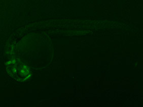 ED86 GFP 24h