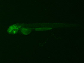 ED86 GFP 48h