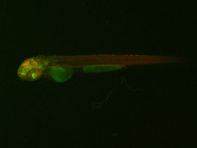 ED86 GFP/RFP 48h