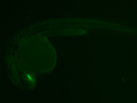 ED87 GFP 24h