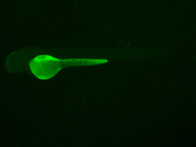 ED88 GFP 48h