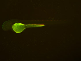 ED88 GFP/RFP 48h