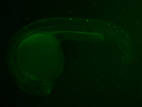 ED89 GFP 24h