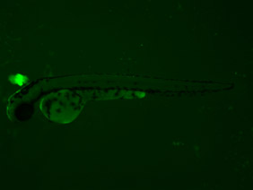 ED89 GFP 48h