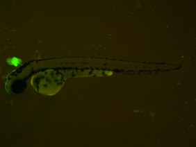 ED89 GFP/RFP 48h