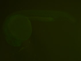 ED90 GFP 24h
