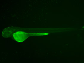 ED90 GFP 48h