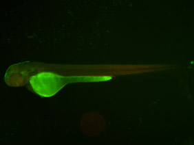 ED90 GFP/RFP 48h