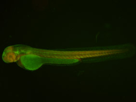 ED91 GFP/RFP 48h