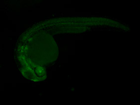 ED92 GFP 24h