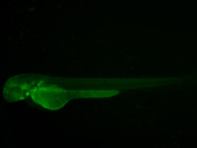 ED92 GFP 48h
