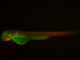 ED92 GFP/RFP 48h