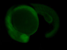 ED93 GFP 24h