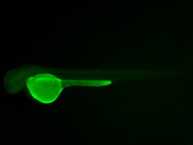ED93 GFP 48h