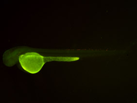 ED93 GFP/RFP 48h