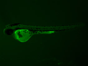 ED94 GFP 48h