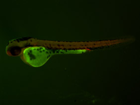 ED94 GFP/RFP 48h