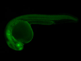 ED95 GFP 24h