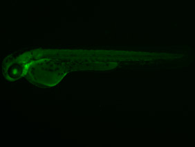 ED95 GFP 48h