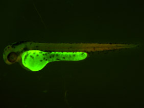 ED96 GFP/RFP 48h