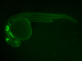 ED97 GFP 24h