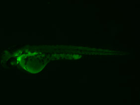 ED97 GFP 48h