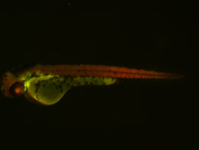 ED97 GFP/RFP 48h