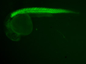ED98 GFP 24h