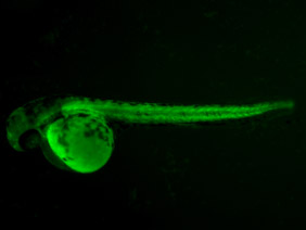 ED98 GFP 48h