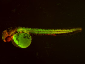 ED98 GFP/RFP 48h