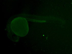 ED99 GFP 24h