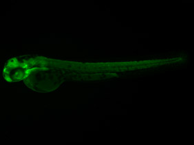 ED100 GFP 48h