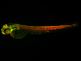 ED100 GFP/RFP 48h