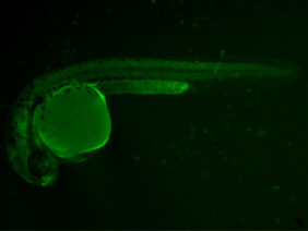 ED101 GFP 24h