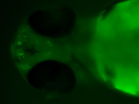 ED101 GFP 48h