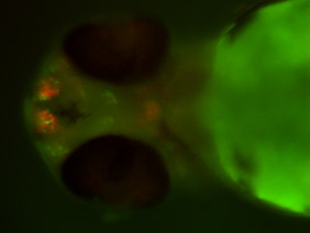 ED101 GFP/RFP 48h