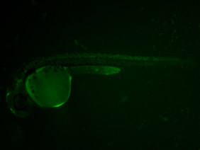 ED102 GFP 24h
