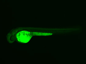 ED102 GFP 48h