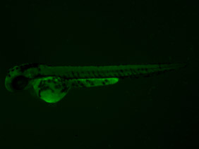 ED103 GFP 48h