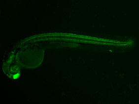 ED104 GFP 24h