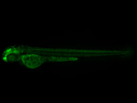 ED104 GFP 48h